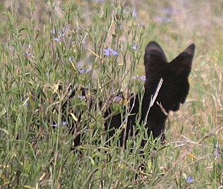 Black Serval -schwazer Serval (Leptailurus serval)